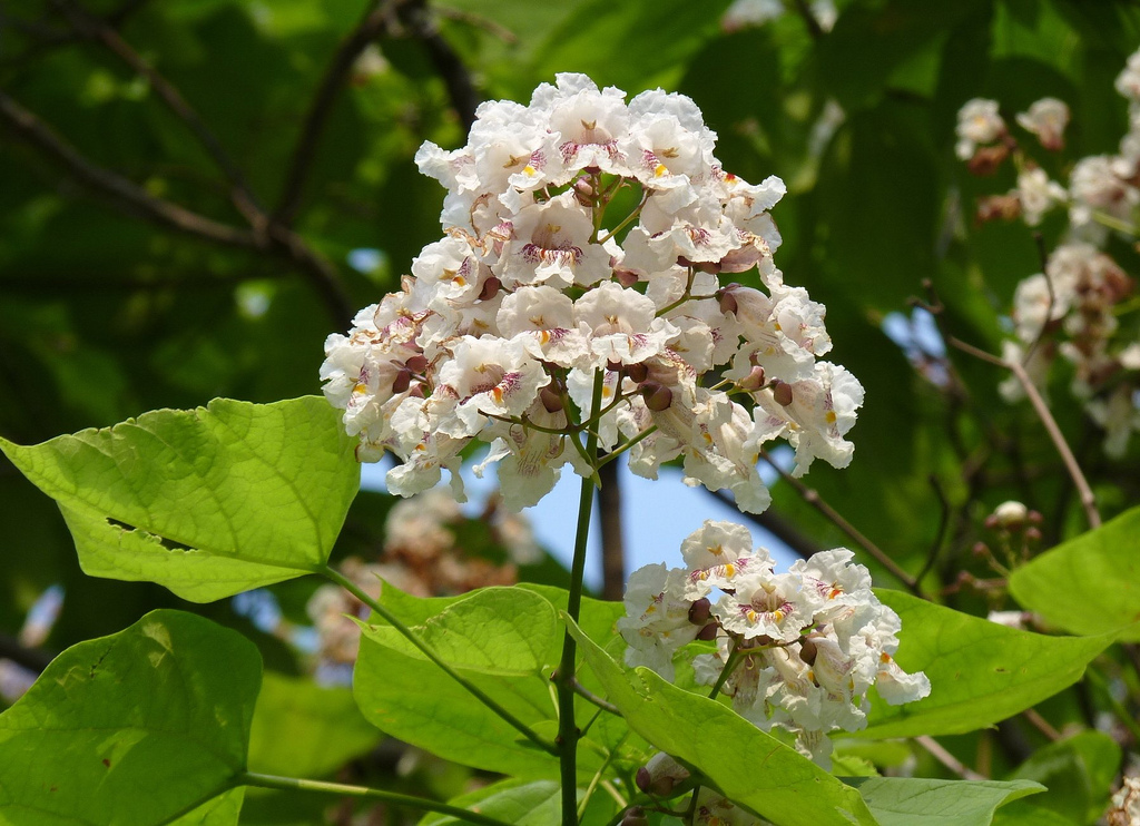 Catalpa Bignonioides